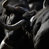 Le dimanche 12 mai, jour de la fête des mères, quelque 150 vaches devraient se mesurer à Aproz, en Valais, pour obtenir le titre de reine nationale 2024 (archives). KEYSTONE/VALENTIN FLAURAUD